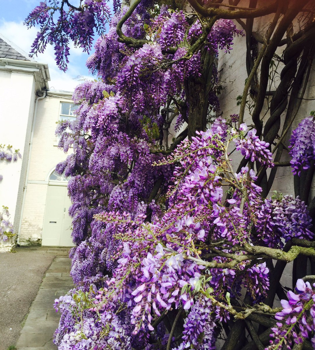 When we do #wisteria we do it well. @NTmidlands <a href="/EnjoyStaffs/">Visit Staffordshire</a> #gardens