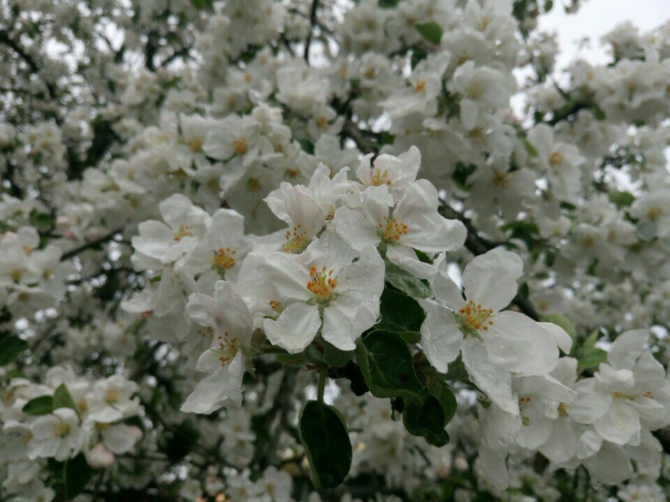 eedzhus's tweet photo. I'm at Omas Garden https://t.co/DG7znYolRP https://t.co/Fhss1ZvjLb