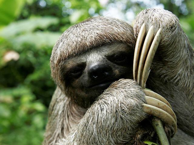 SonomaStompers's tweet photo. The Sonoma Slothers #RejectedBaseballClubs https://t.co/W5c4LJnfuv