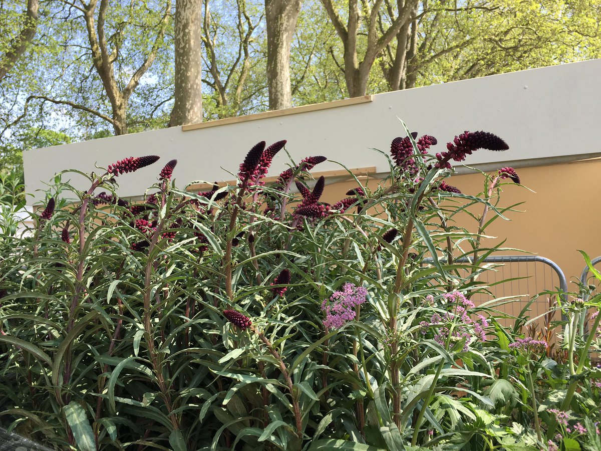 charlesalbone's tweet photo. Plants arrived yesterday in lovely shades of 'man purple'! See more at https://t.co/27ZbpcAtvc https://t.co/oZ1zeVYsYH