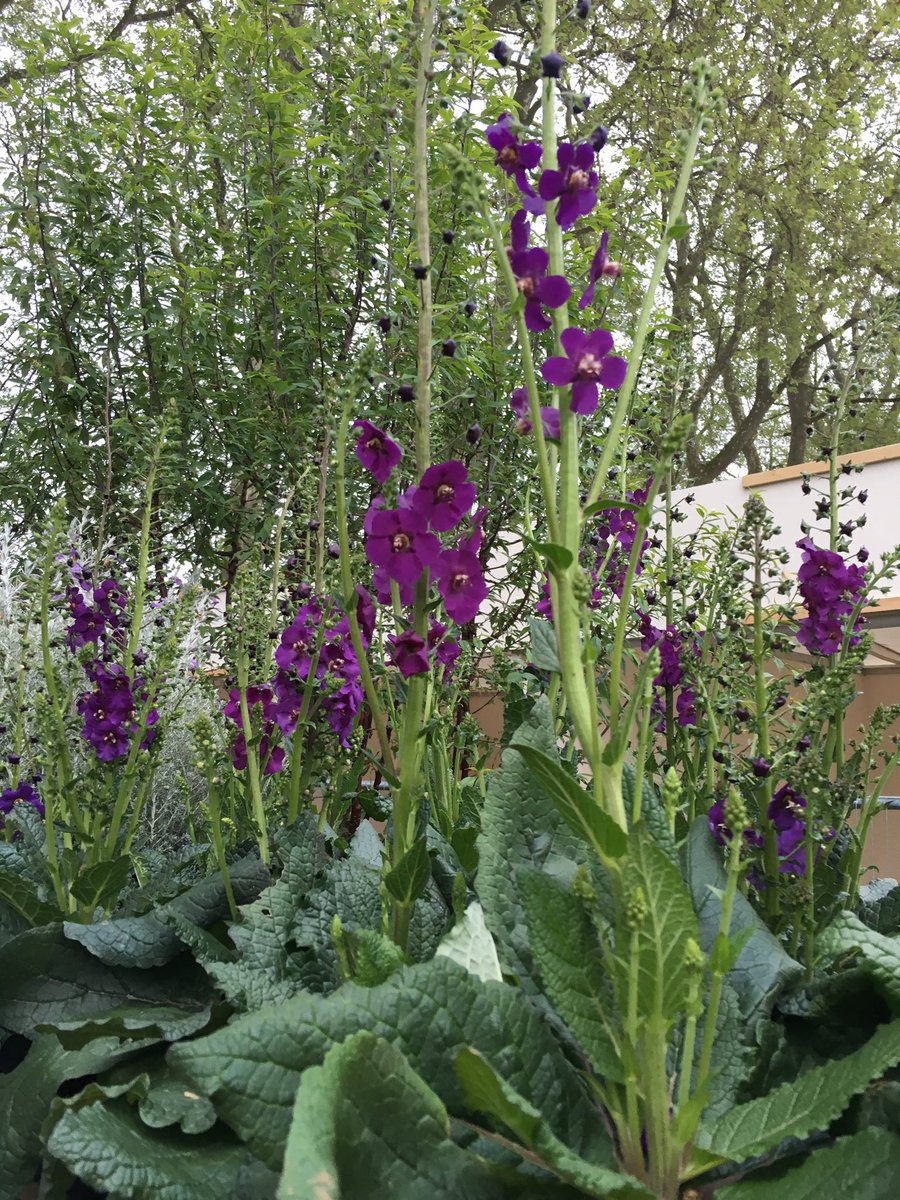 charlesalbone's tweet photo. Plants arrived yesterday in lovely shades of 'man purple'! See more at https://t.co/27ZbpcAtvc https://t.co/oZ1zeVYsYH