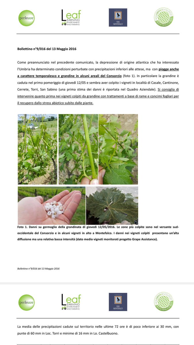 leafsrl's tweet photo. Estratto Bollettino n. 9 progetto #GrapeAssistance @sagrantino @MyMontefalco15 . Pioggia (30 mm) e debole grandine. https://t.co/oqLc50l95C
