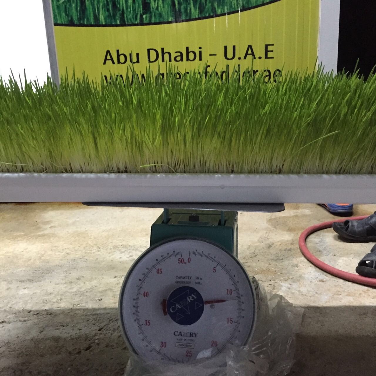 Green Fodder on Twitter "شعير استنبات_الشعير جرين_فودير… Green Fodder on Twitter "شعير استنبات_الشعير جرين_فودير…