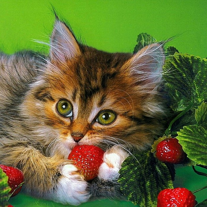 ANASTALYA's tweet image. Merci beaucoup!😼😼@Spontonvi )~Beau week-end!👀🐾🌸🐈🌸🌝