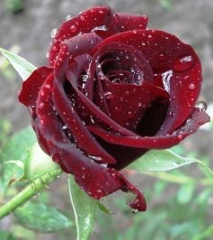 hyamnap1's tweet image. 