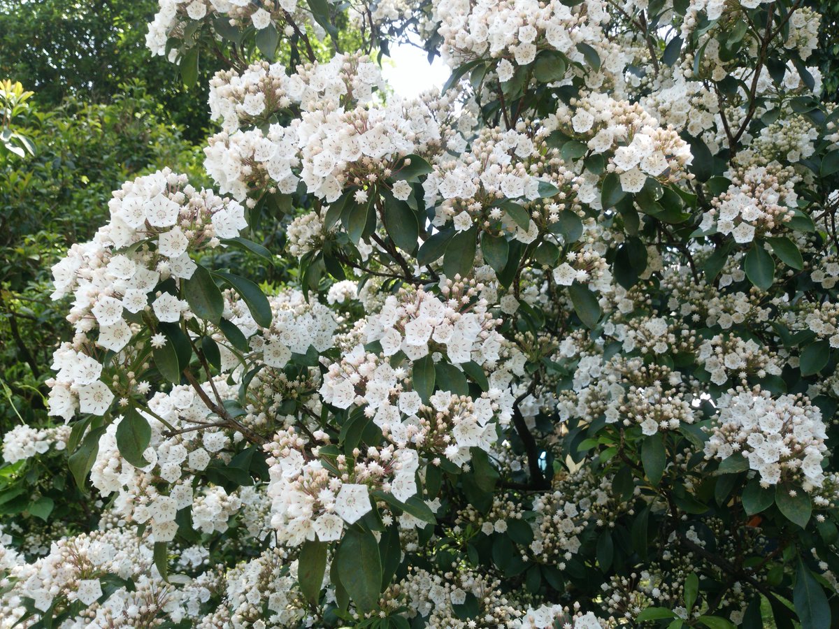 光惟 菓子暦 A Twitter カルミアの花が咲いています 北アメリカ東部からキュウーバにかけてが原産のツツジ科カルミア属の常緑低木 メルヘンチックな花や蕾が人気の庭木として見掛けるようになりました 花の色も白 桃色 紫と園芸種が幾つかあります