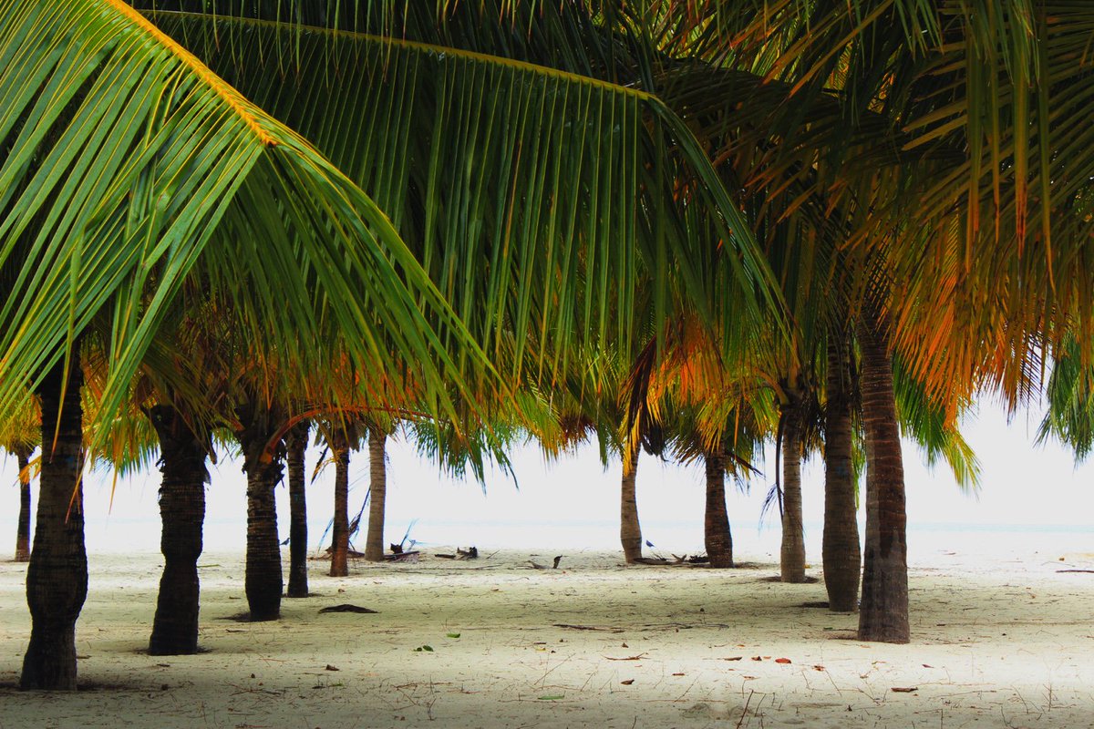 InfoCerulean's tweet photo. Coconut trees extends from house to beach
#ceruleanviewresidence #maldives #hanimaadhoo  #beach #holiday https://t.co/k5MFfgg8sm