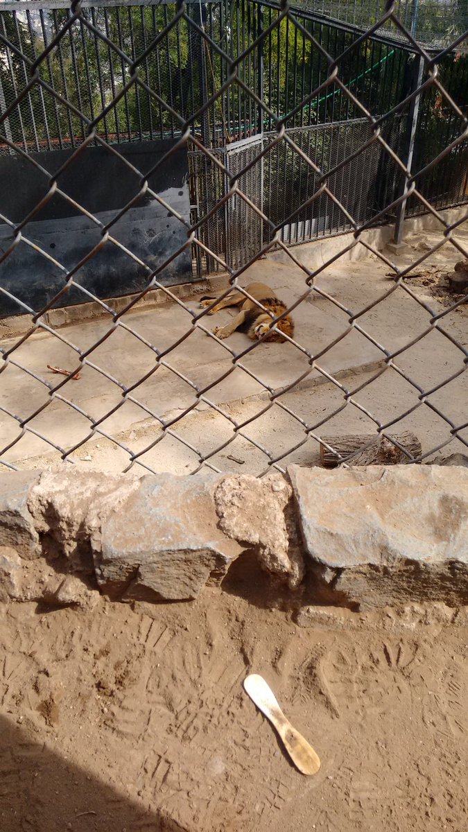 Ver imagen en Twitter