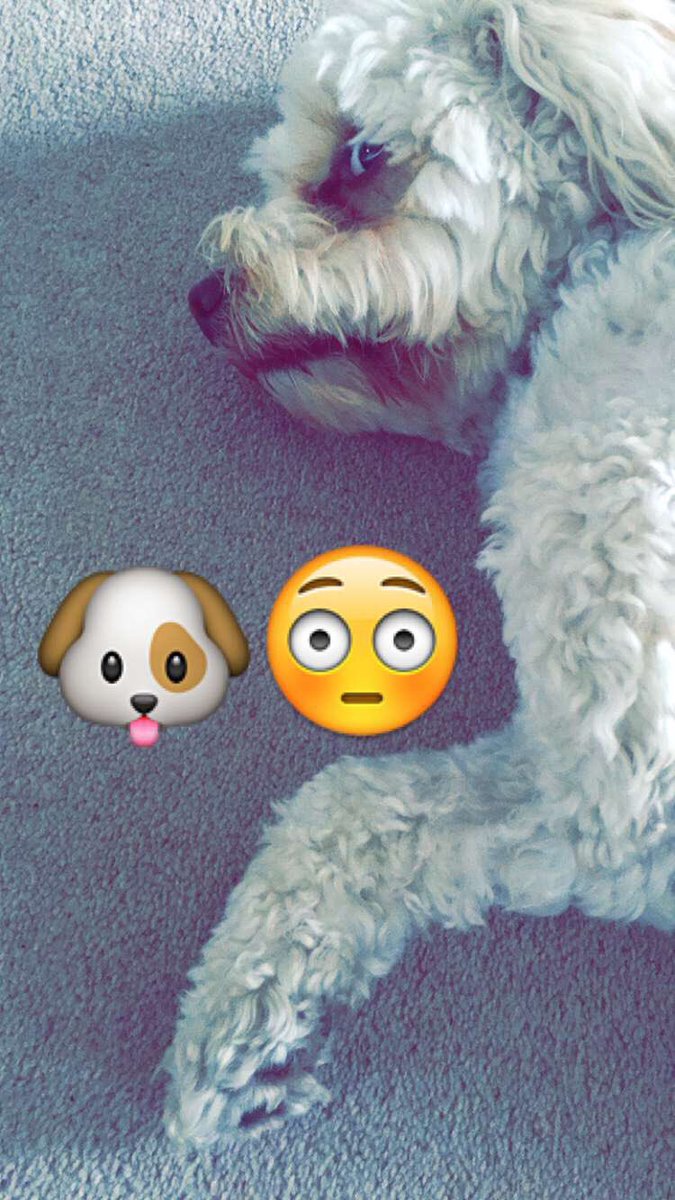 MerlinCockapoo's tweet image. 🐶😳