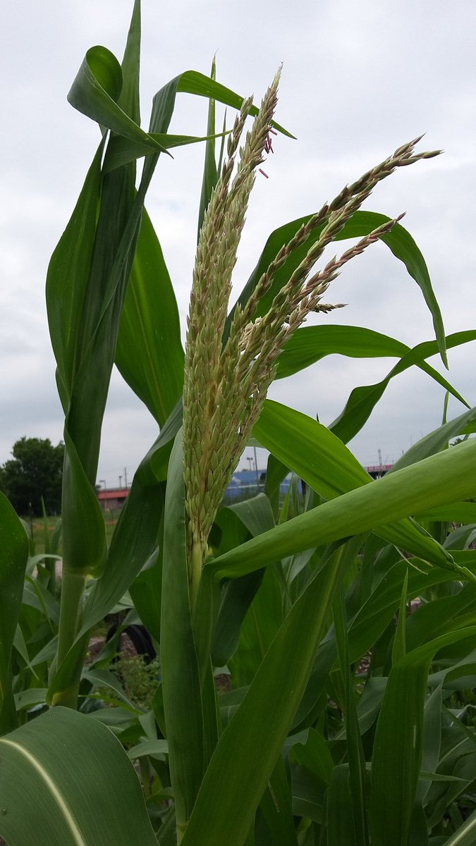 Ssqueak13's tweet photo. #watchmycornpopupinrows #communitygarden #futurefarmer #urbanag #patience #houstontx #makingdreamscometrue #hardwork https://t.co/Q7D6LUnfiQ
