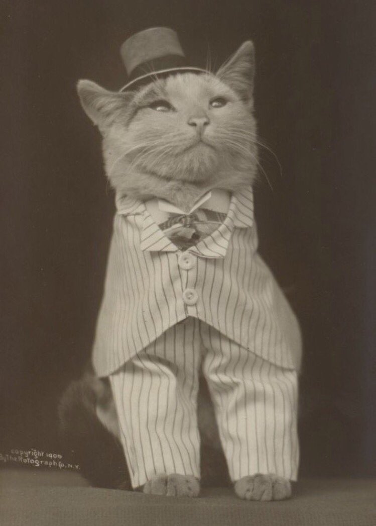 ashes_miles's tweet photo. This tweet goes out to my father, hell of a feline. https://t.co/IyIFqZlWqT