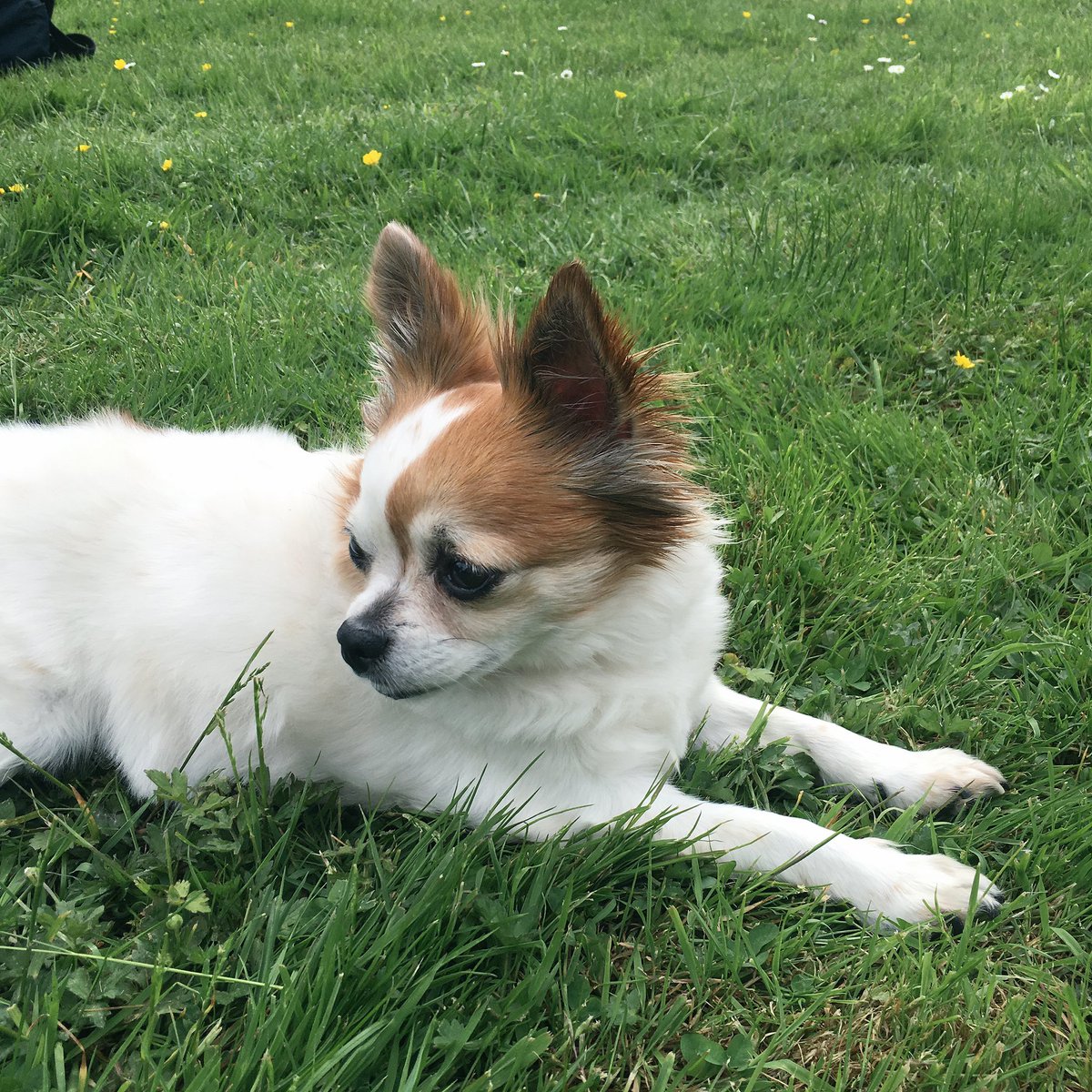 ASOS_Alice's tweet photo. Cece est au top ! 🐶 #lancelescapade #explorerbylancel https://t.co/Mm3HhvQV5p
