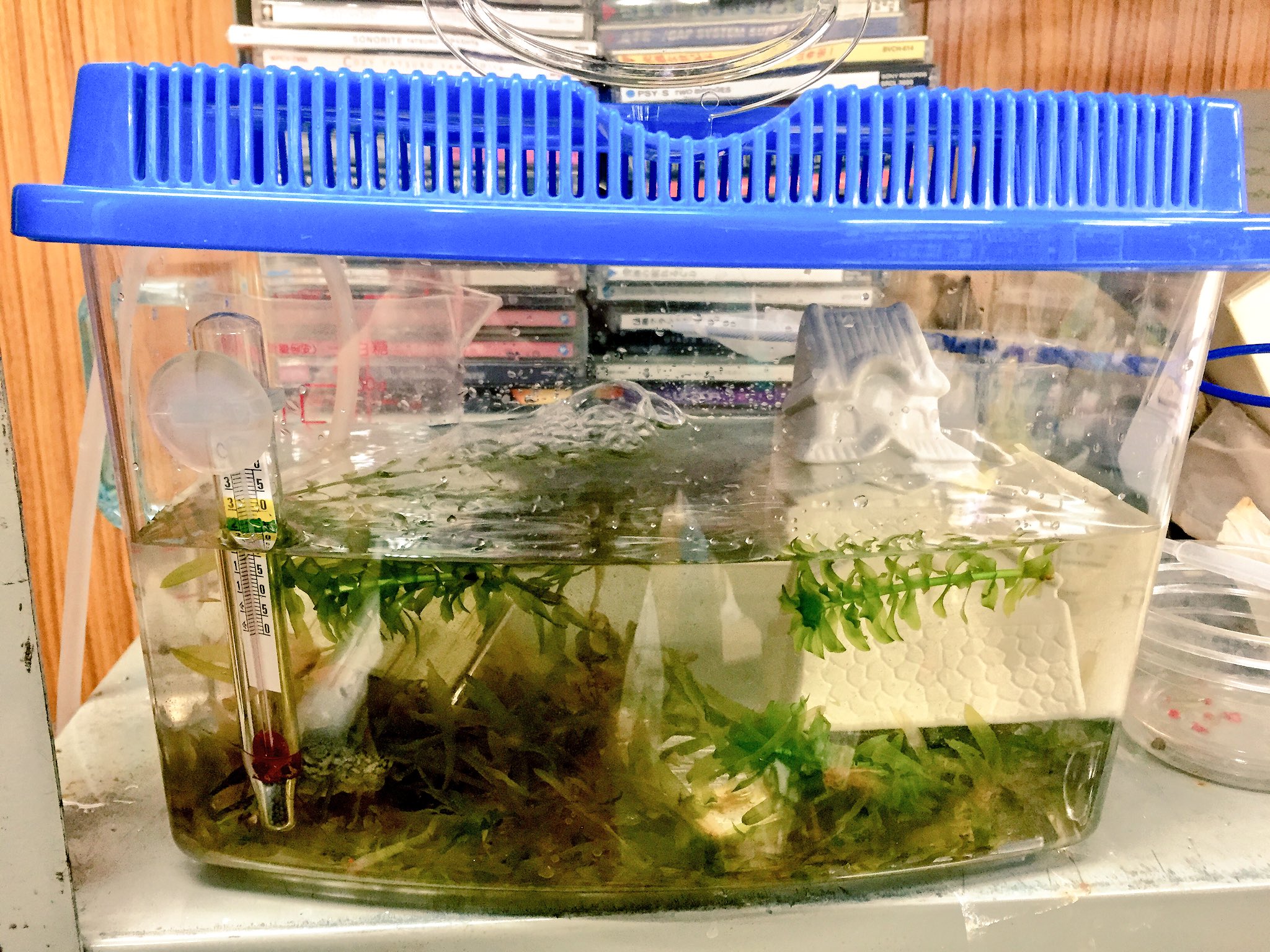 鎧甲冑製作所 佐藤 En Twitter お城に住みたかった夢を代わりにザリガニに叶えてもらおうと 大きめの水槽に変えたついでに 百均で買ったお城の置物を入れるもデカ過ぎる 水草を食べ散らかすので汚い うまくディスプレイできない 左下にザリガニがいる 子ザリも