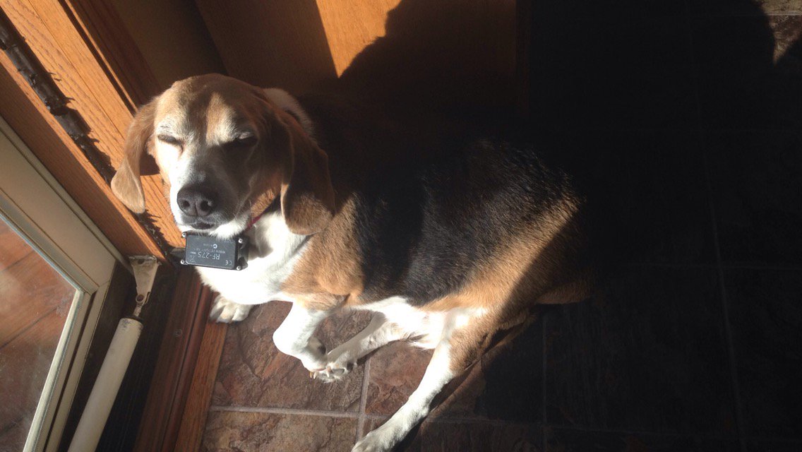 sellmetothegyps's tweet photo. The most pure and precious soul there ever was. Missing this fat beagle lately π #imsosappy https://t.co/UVPOjI37Eb