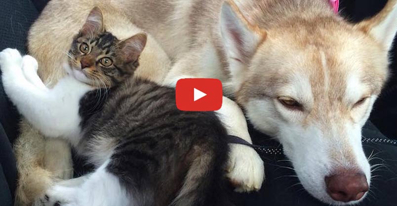 Самая старая кошка в мире. Самый долгоживущий кот. Кошка рози. Кошка рози. Маламут.