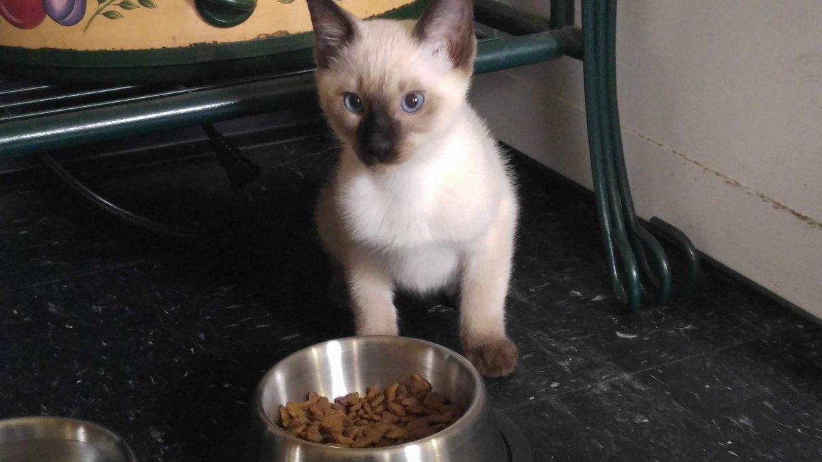 Kitkatzombie23's tweet image. Hello, my name is zero ❤