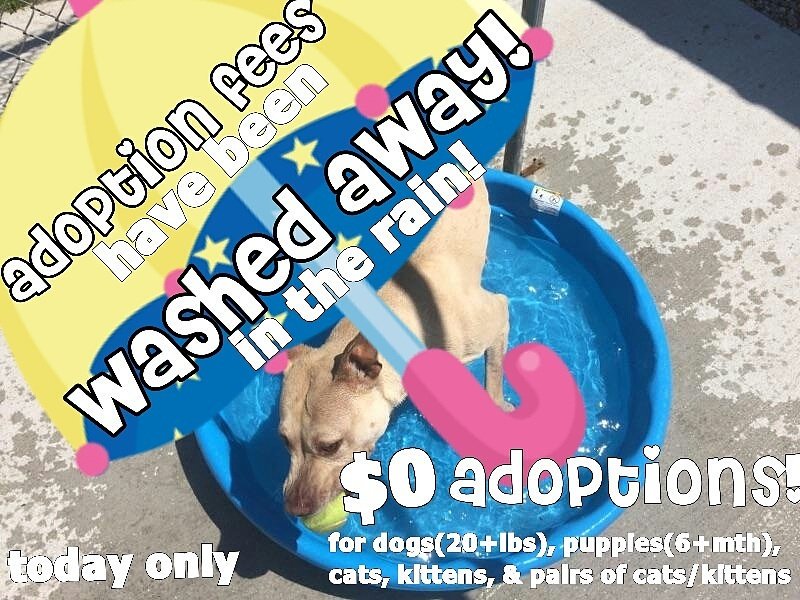 Outer Banks SPCA tweet media