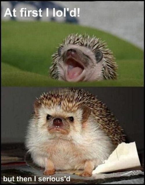 devops_dave's tweet image. Presented with no further comment: The sold-out @CAH Trump Bug-out Bag (cardsagainsthumanity.com/trump/)...