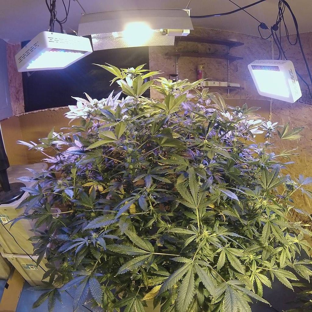 bengaluruponics's tweet photo. #northernberry 14 weeks old 3 weeks into #flower starting to bulk up 5-6 weeks left. #cannabis #aeroponic #aeroponi… https://t.co/h79zmcDxeW