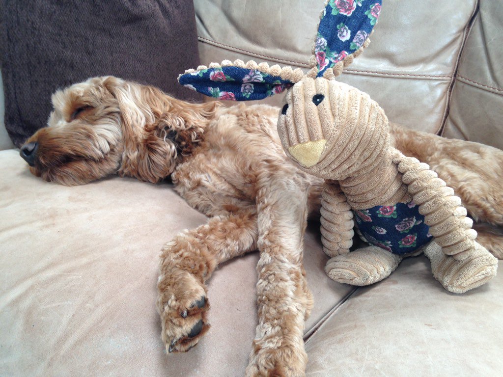 BrianCockapoo tweet picture