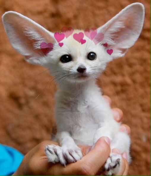 animals_hearts's tweet photo. so cute!! I want to pet it💓 https://t.co/zpHy7g7Zdr
