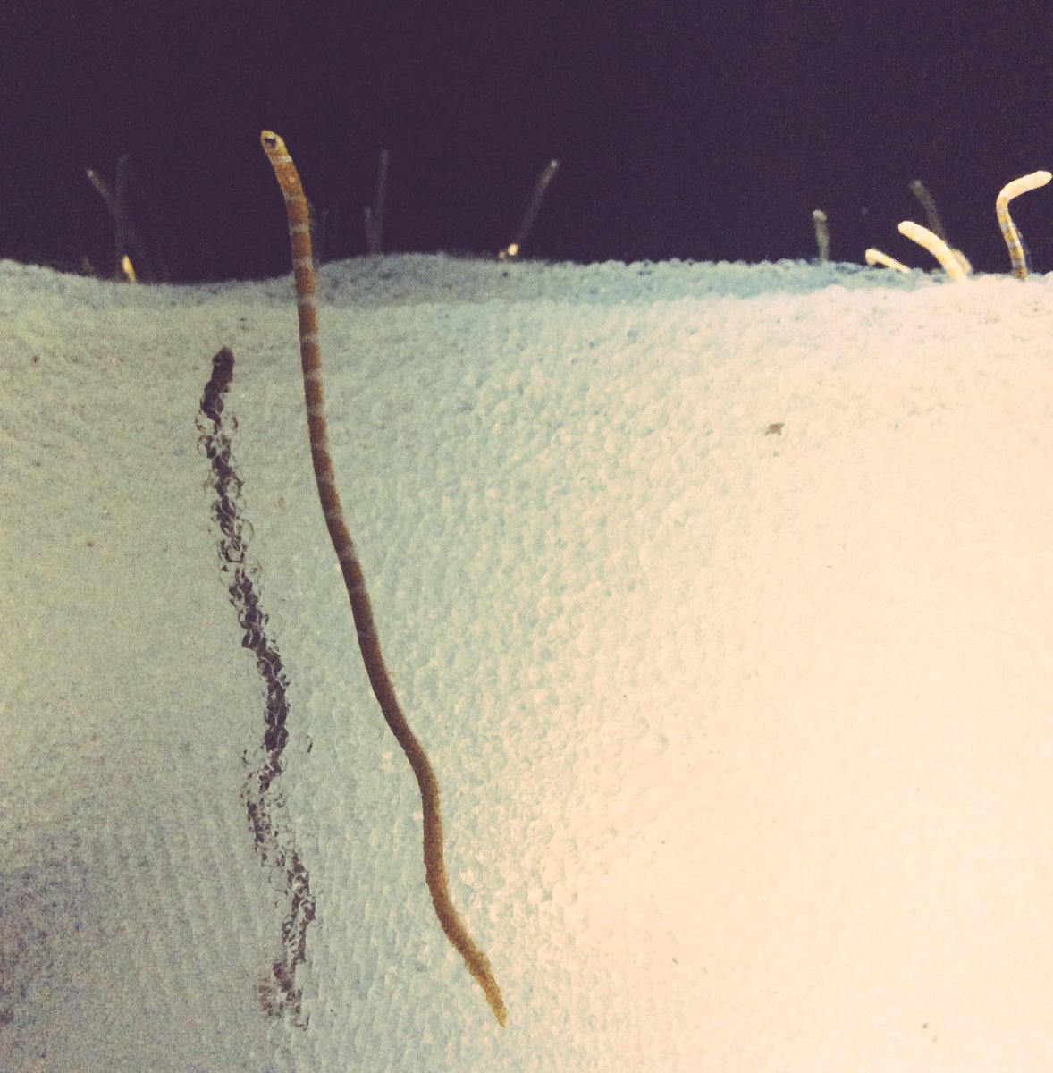 蜜柑丸 ニフレル チンアナゴさんニシキアナゴさんの展示の仕方が透明ビーズでアリの巣の実験のやつみたいでおもしろかった ただいま T Co Uysfxgakzq Twitter