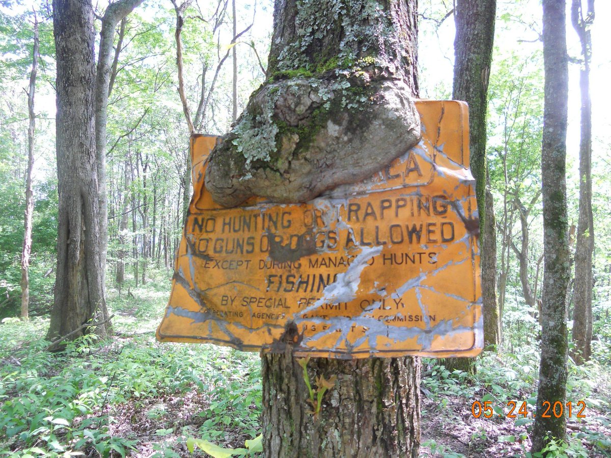 HungryTrees's tweet image. no hunting or rapping #treeseatingthings