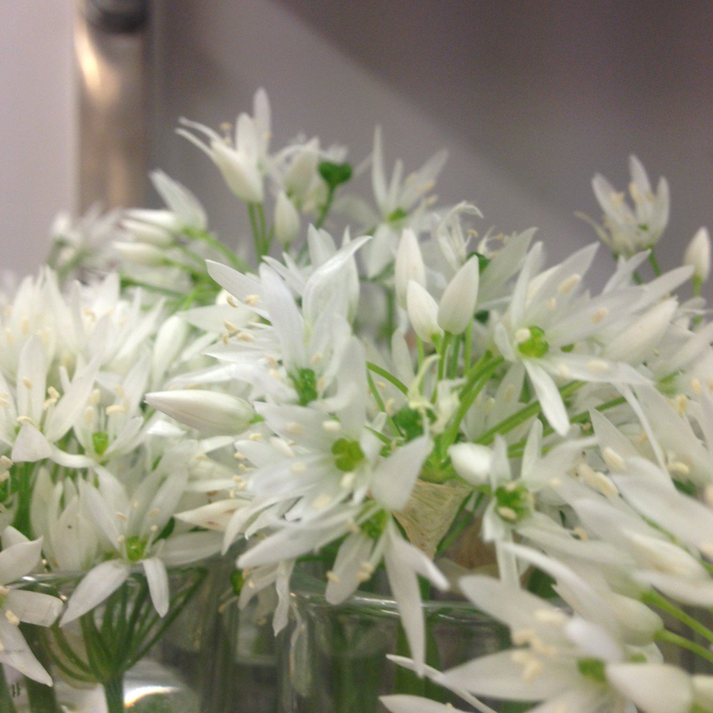 Greenway_Hall's tweet photo. Wild garlic flowers picked and ready for this evenings service https://t.co/5uiml5HhQv