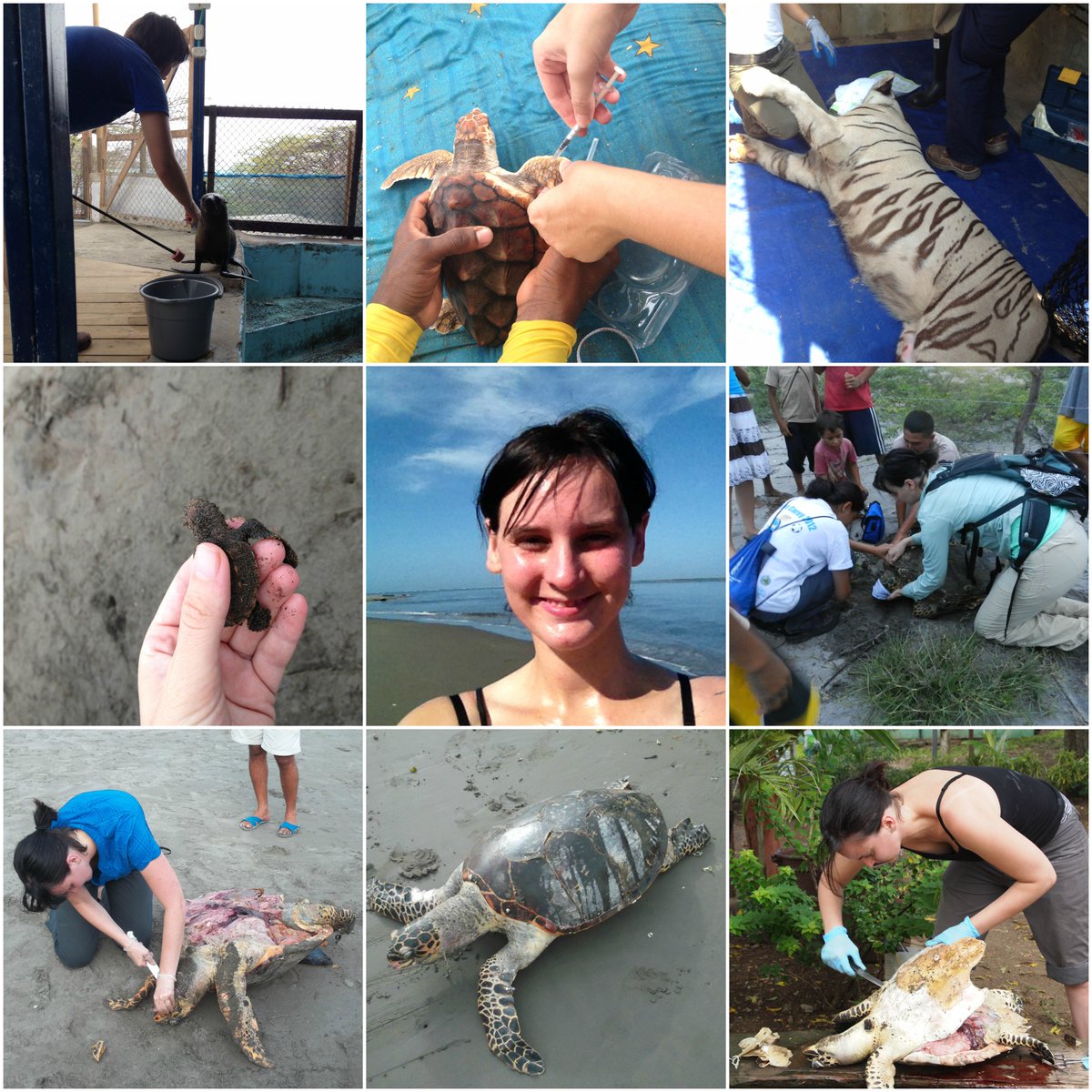 draubreytauer's tweet photo. #ScienceVsScientist a lot of turtles, but I do a little bit of everything. Wildlife health, disease, & ecology. https://t.co/yCik2repf1