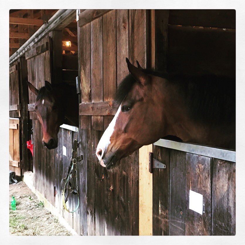 C9SportHorses's tweet photo. Savannah and Stitch ready for a beautiful day at #NEDASpring ππ΄βοΈπ #dressage #horseshowlife #nedadressage https://t.co/YeR6ZBlUQY