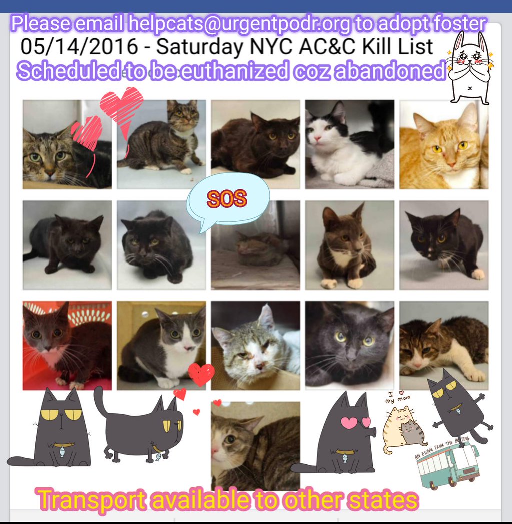 Catherine_Riche's tweet image. URGENT CAT HELP DESK   ***FOSTERS URGENTLY NEEDED***

nyccats.urgentpodr.org/help-is-here/

#NYC #CATS