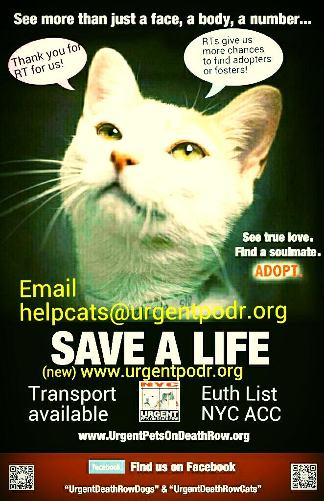 Catherine_Riche's tweet image. URGENT CAT HELP DESK   ***FOSTERS URGENTLY NEEDED***

nyccats.urgentpodr.org/help-is-here/

#NYC #CATS