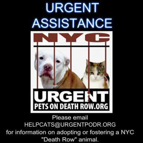 Catherine_Riche's tweet image. URGENT CAT HELP DESK   ***FOSTERS URGENTLY NEEDED***

nyccats.urgentpodr.org/help-is-here/

#NYC #CATS
