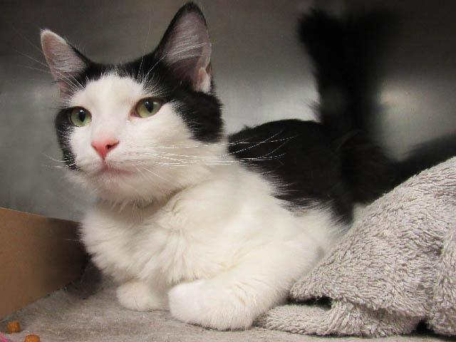 Catherine_Riche's tweet image. CATHERINE – A1072102 - might BE KILLED TODAY! Please RT-pledge-foster-adopt! #NYC #CATS

nyccats.urgentpodr.org/catherine-a107…