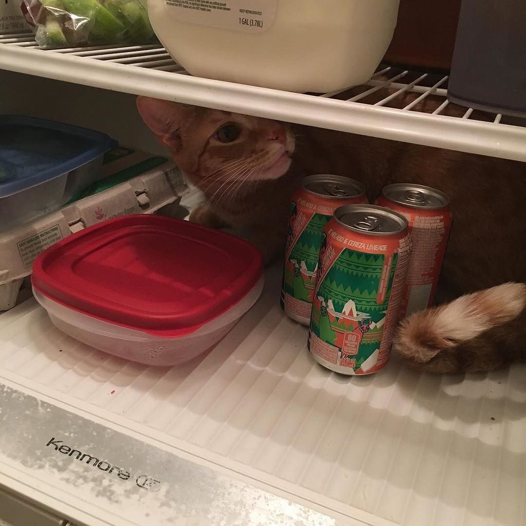 Chatchatcatcat's tweet photo. Can't you see I'm #caterday #chillin ? #goodmorning #fridgecat #cat #instacat #catstagram #monkeycat #catsofinstagrโฆ https://t.co/SlmDwf18lx