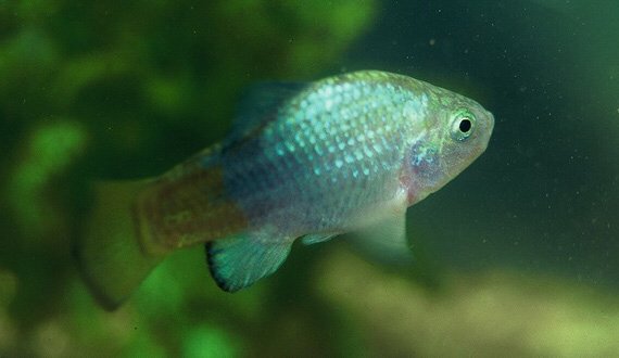 AllPondSolution's tweet image. Desert Pupfish can live in hot springs that reach temperatures higher than 113 degrees F! #funfishfacts