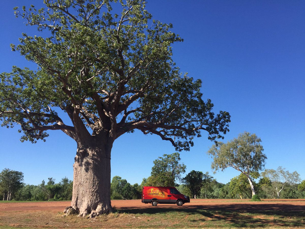 Today our big red Scitech truck met a really big tree! Is it a Boab, or is it Acacia mistaken identity? <a href="/ScitechWA/">ScitechWA</a>