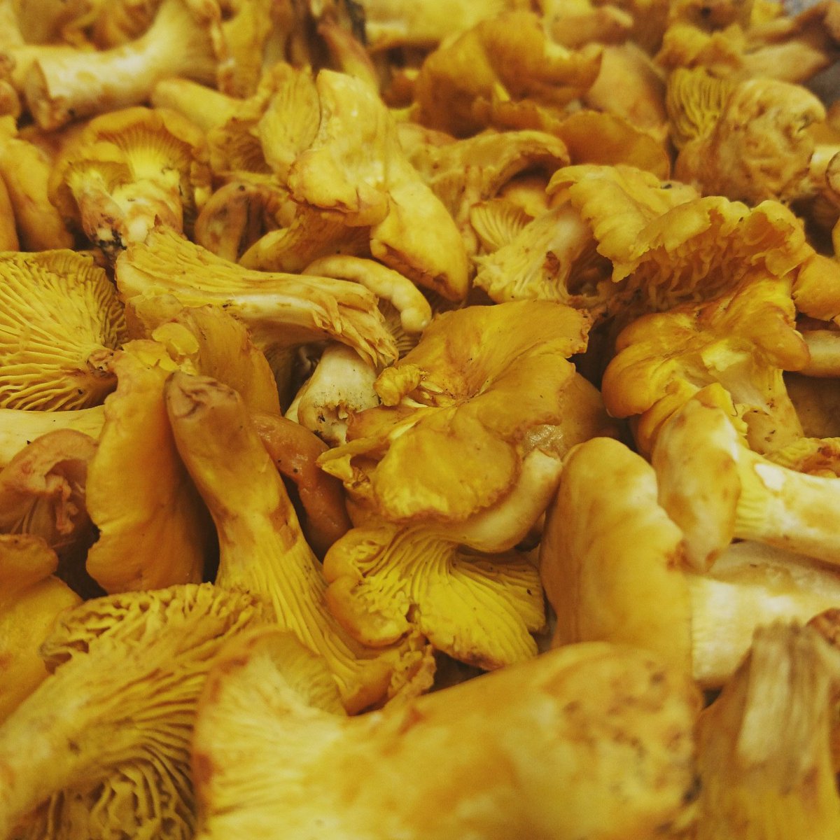hostetvinum's tweet photo. Les trouvailles des sous-bois raviront vos papilles! #girolles #morilles prêtes à déguster #chateauxhotelscollection https://t.co/KXl1N0DowU