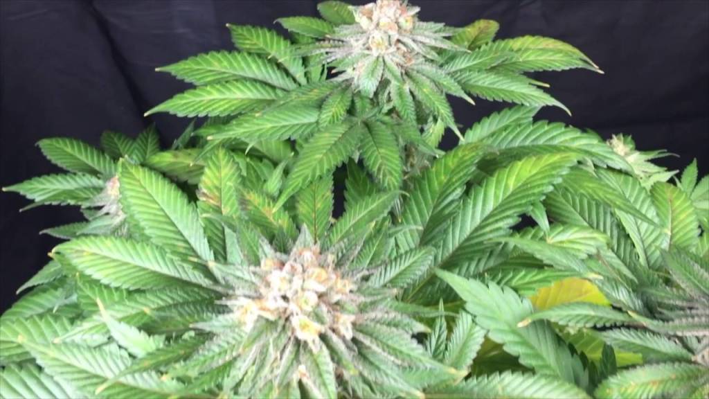cannabisaust's tweet photo. Strain Review: #MasterKush #Marijuana Strain #Cannabis #THC #Strain https://t.co/oXDrqVFuT1 https://t.co/KoHfeN8zCn