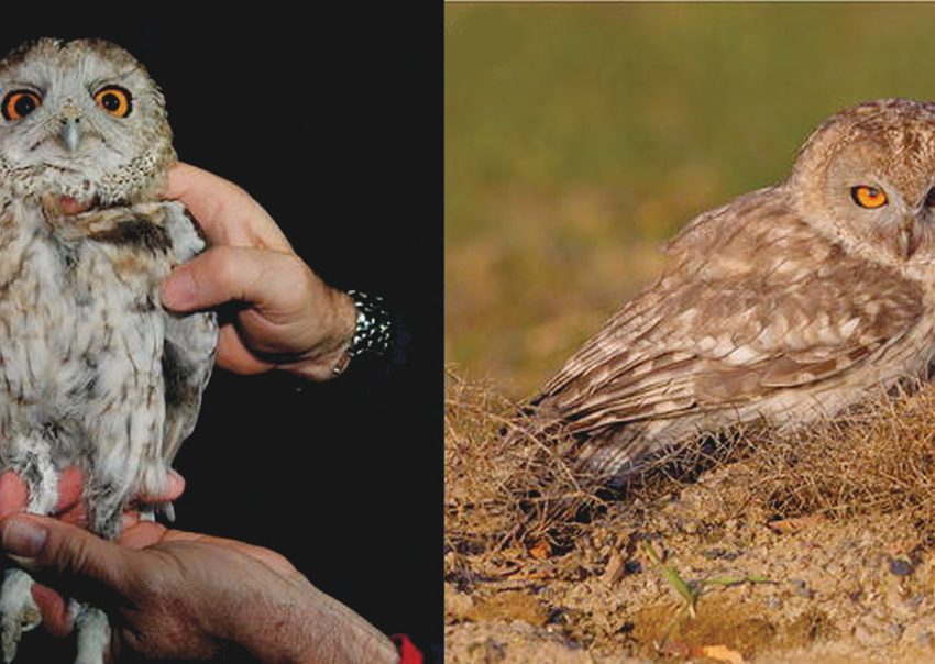 OmanObserver's tweet photo. Mystery over rare #Omani owl unravelled https://t.co/GZaOszexk6 @ESO_Oman_ @mhc_gov https://t.co/CQGO14GLRW