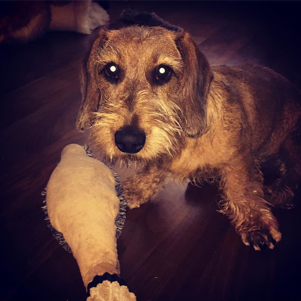 mcnikander's tweet photo. If you touch my toy, you will feel my wrath.. πΉππΏπ #dachshund #devildog #beast #puppyfromhell https://t.co/uWTJDu9wHa