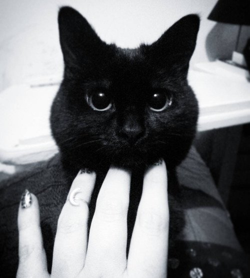 Azrafil666's tweet photo. #cat #kot #czarnykot #blackcat #nails #paznokcie #dłonie #trupie #mrok #bigeyes #blackeyes https://t.co/sKfIdXyaKw
