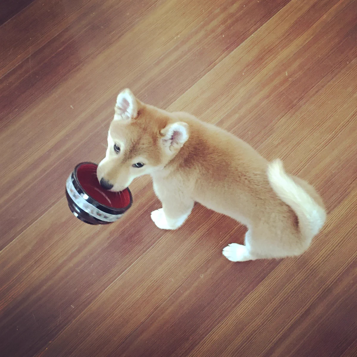お腹が空いた犬の行動が可愛すぎて萌えまくるｗｗｗ