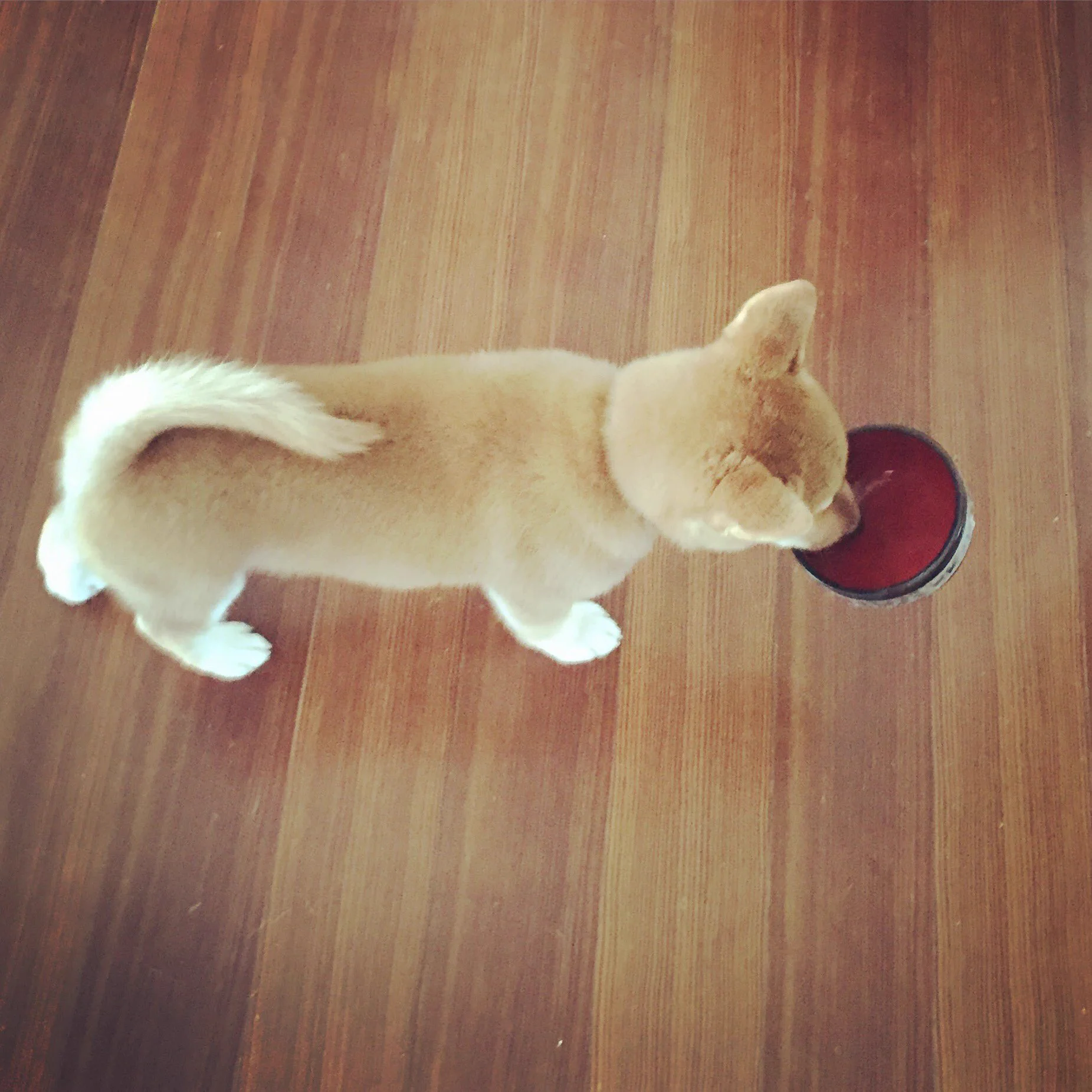 お腹が空いた犬の行動が可愛すぎて萌えまくるｗｗｗ