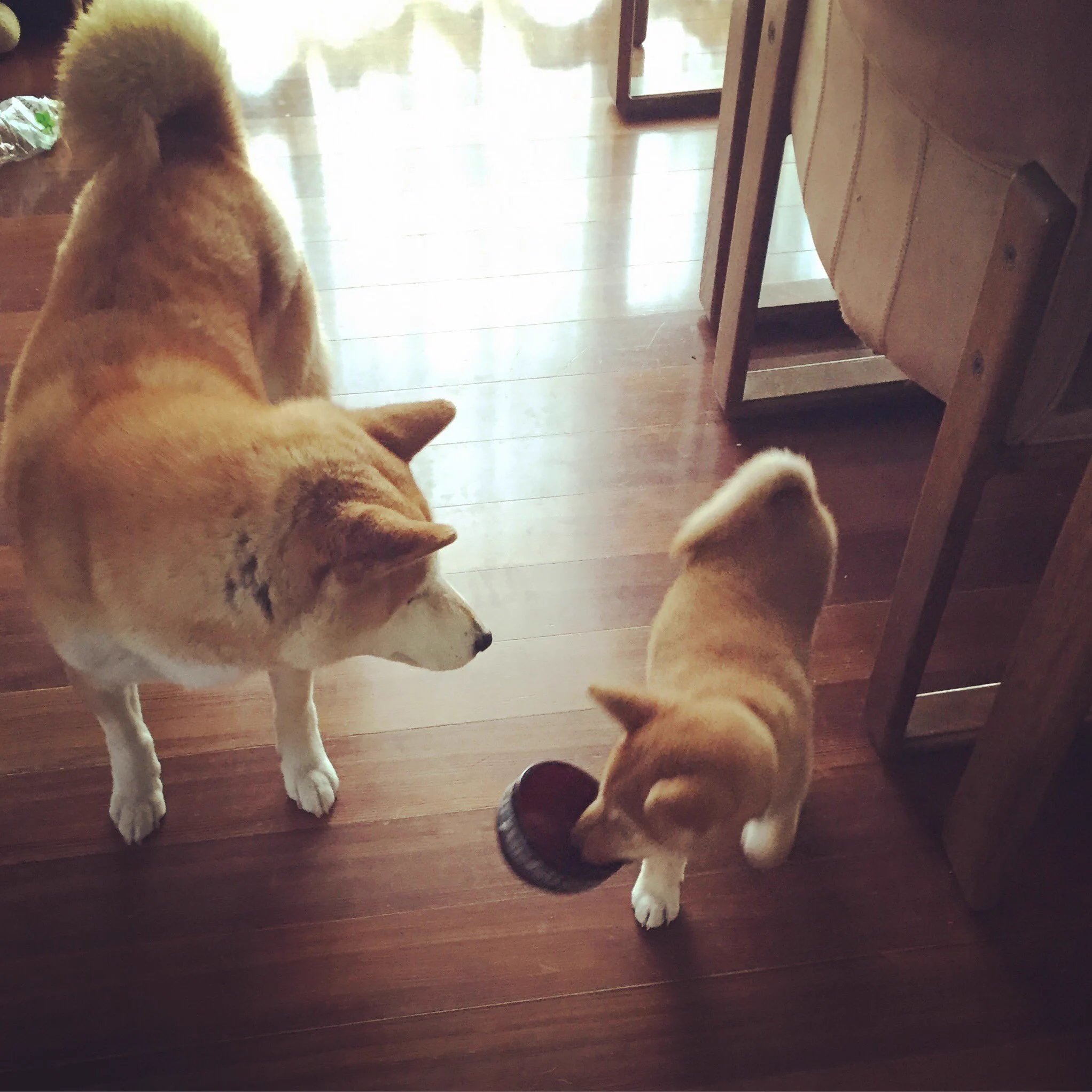 お腹が空いた犬の行動が可愛すぎて萌えまくるｗｗｗ