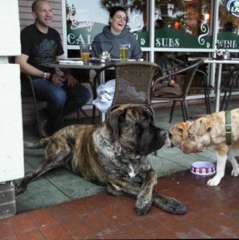 Escaping the TPC crowds? Hang out on Joseph's patio with you fur babies and your favorite pie! #petfriendly #jax