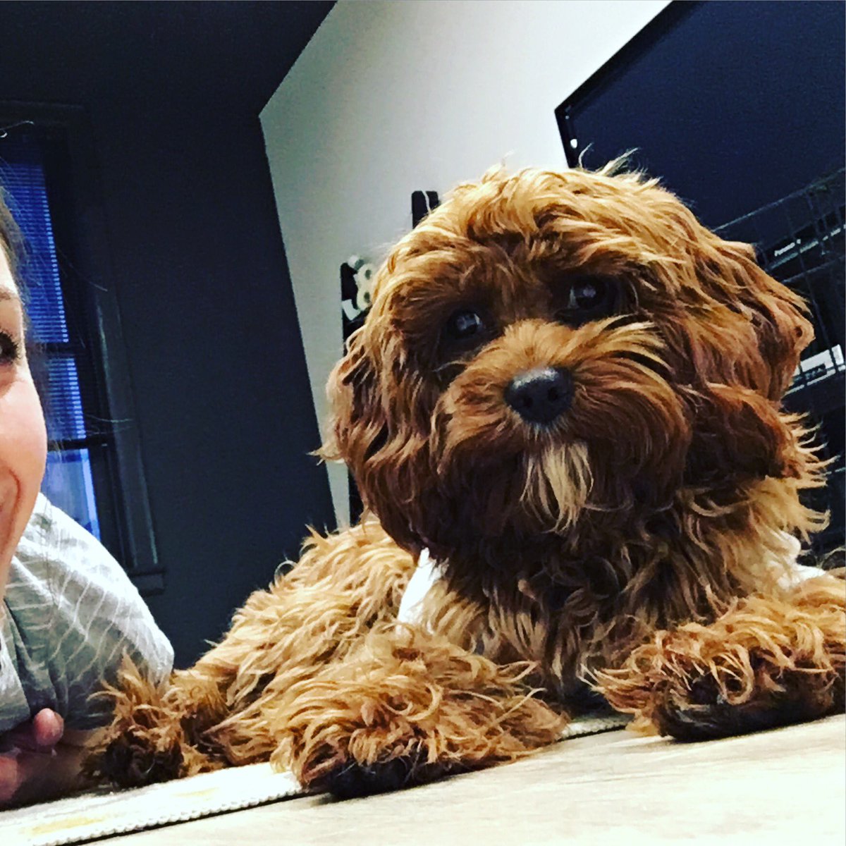 JessicaLPike's tweet photo. @playhousesquare do you have any info on your paws at the plaza event in June? Jammie wants to know! https://t.co/7kvGEsHz7z