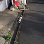 綺麗にフィット!はまってしまってるけどかわいい猫!