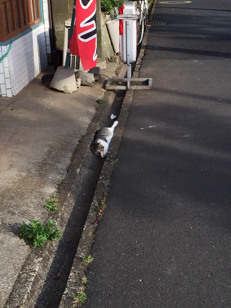 綺麗にフィット！はまってしまってるけどかわいい猫ｗｗｗ