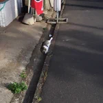 綺麗にフィット!はまってしまってるけどかわいい猫!